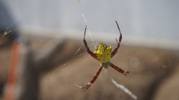 argiope