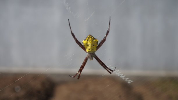 argiope