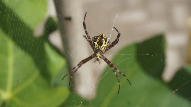 argiope
