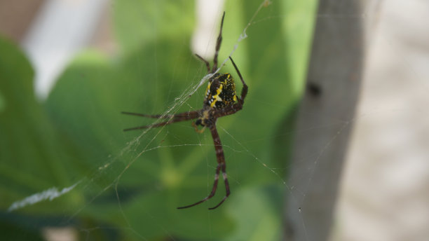 argiope