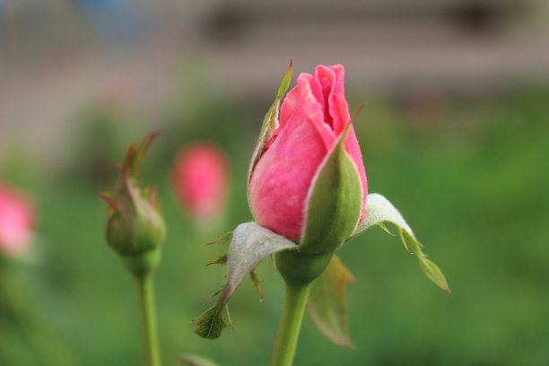 buds