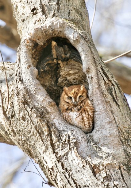 perched