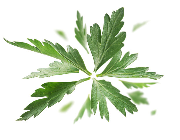 mugwort