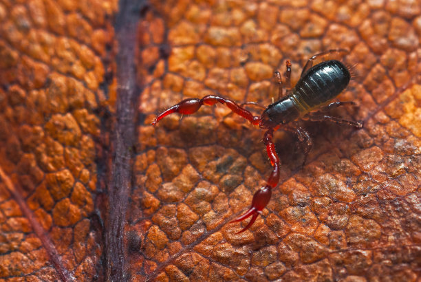 arthropod