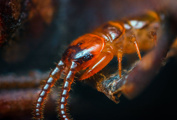 arthropod