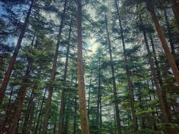 simla