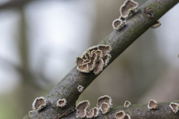 gills