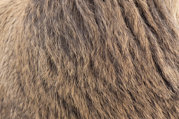 hairs