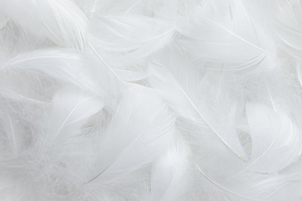 plumage