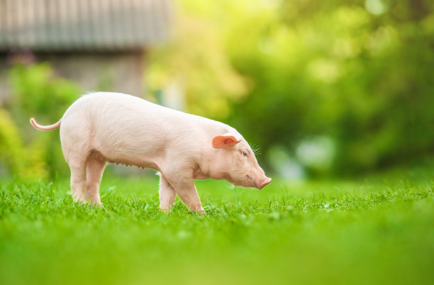 piggy