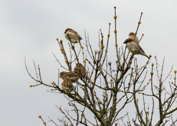 sparrow