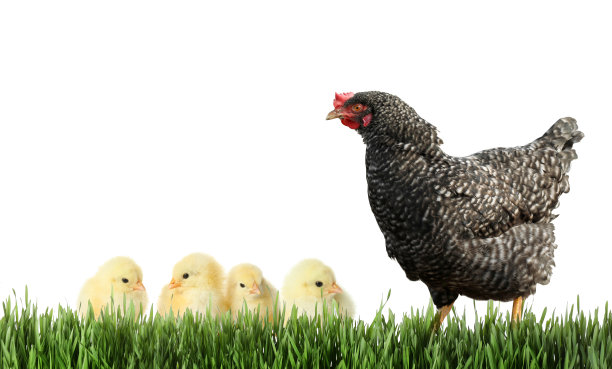 hen