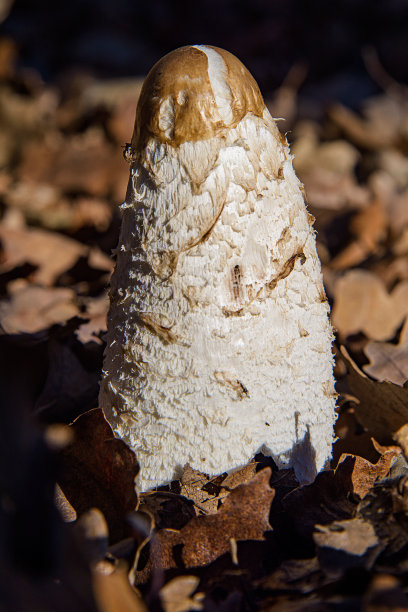 coprinus
