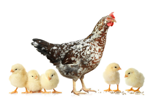 hen