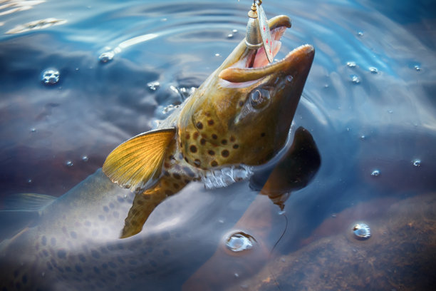 salvelinus