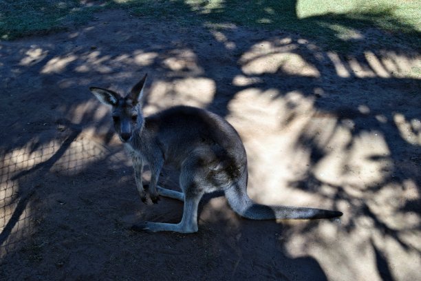 wallaroo