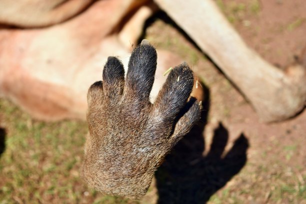 wallaroo
