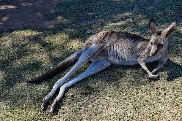 wallaroo