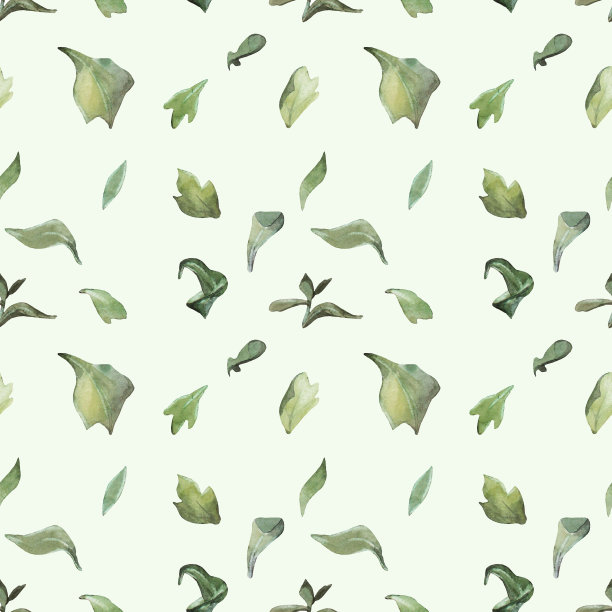 中草药菊花插画