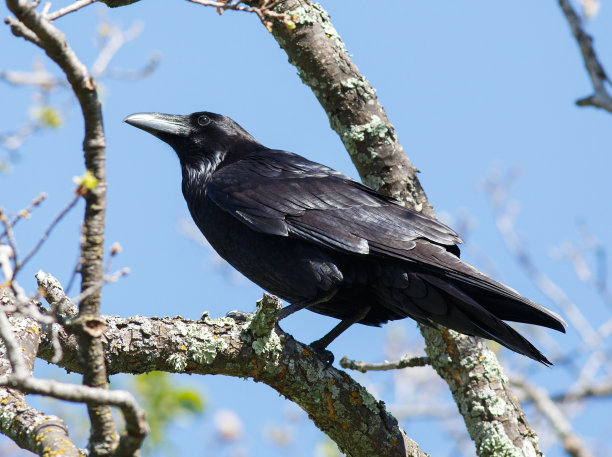 raven