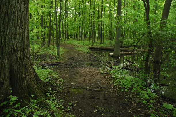 clearing