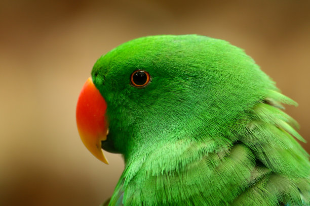 eclectus