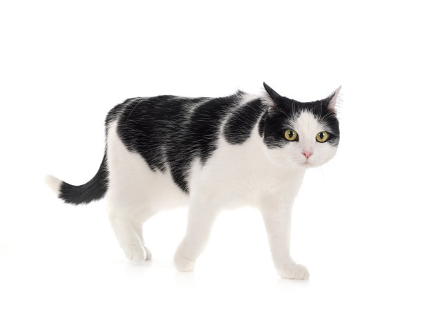 小猫,猫科动物,猫