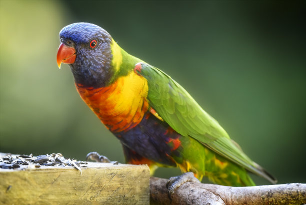 lorikeets