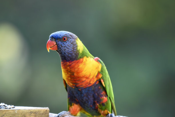 lorikeets