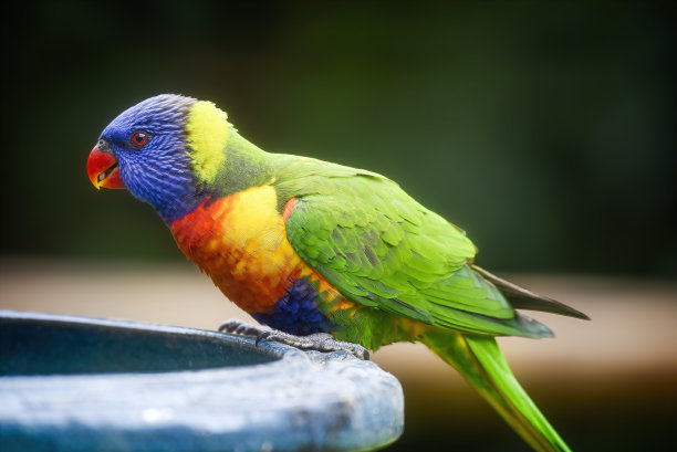 lorikeet