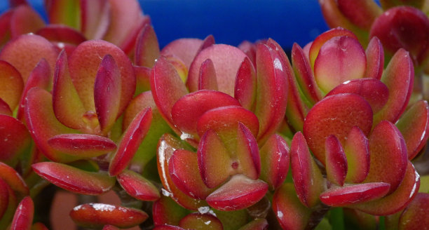 crassula