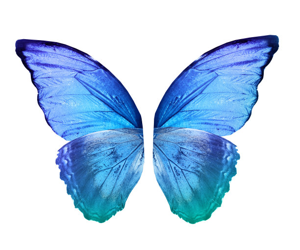 morpho