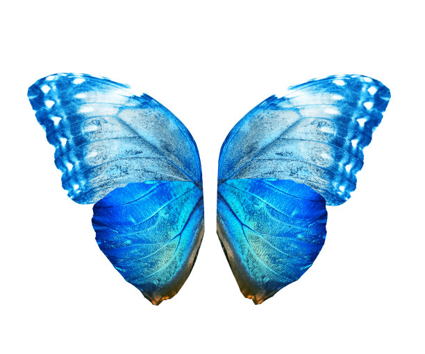 morpho