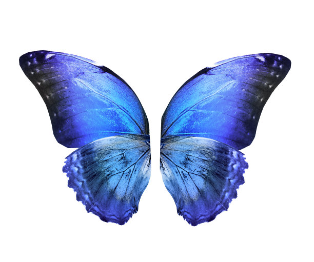 morpho