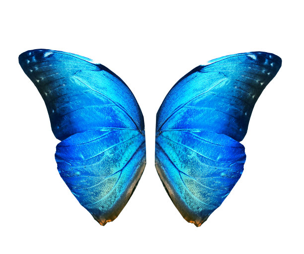 morpho