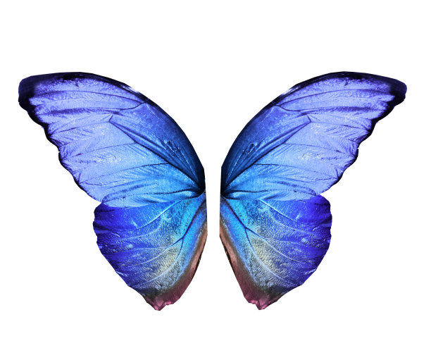 morpho