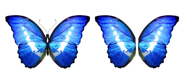 morpho