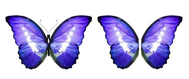 morpho