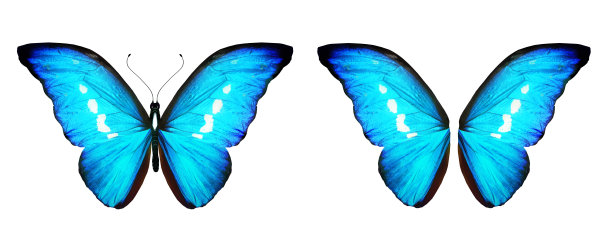 morpho