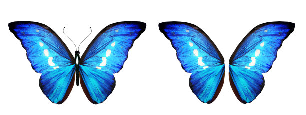 morpho