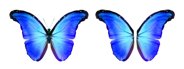 morpho