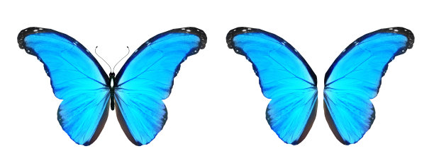 morpho