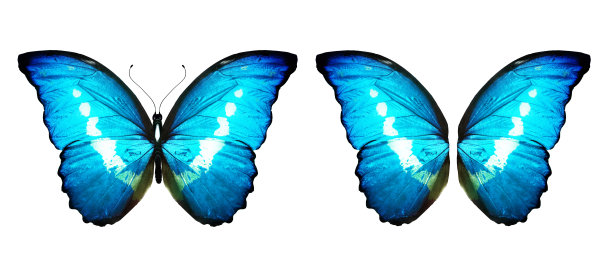 morpho