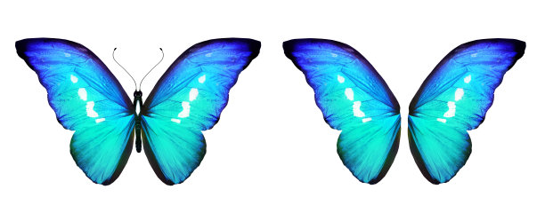 morpho