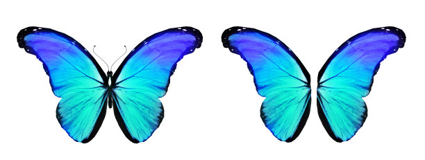 morpho