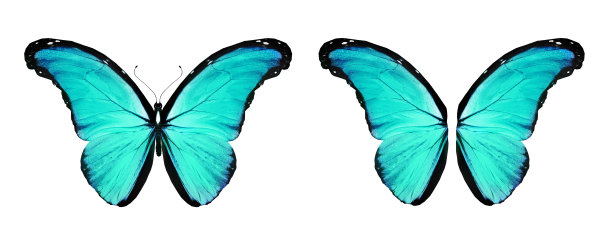 morpho