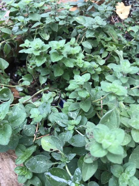 oregano