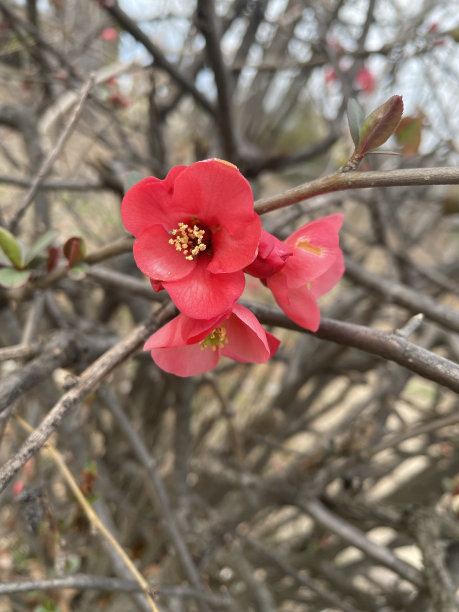chaenomeles