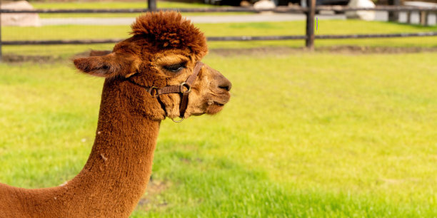 alpaca