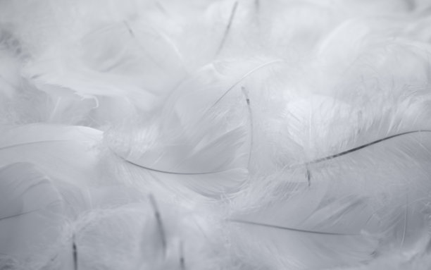 plumage